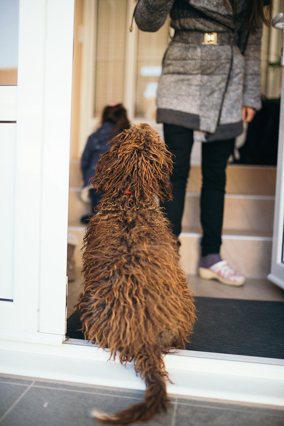 The Barking Starts the Second I Leave: Separation Anxiety in Rescue Dogs