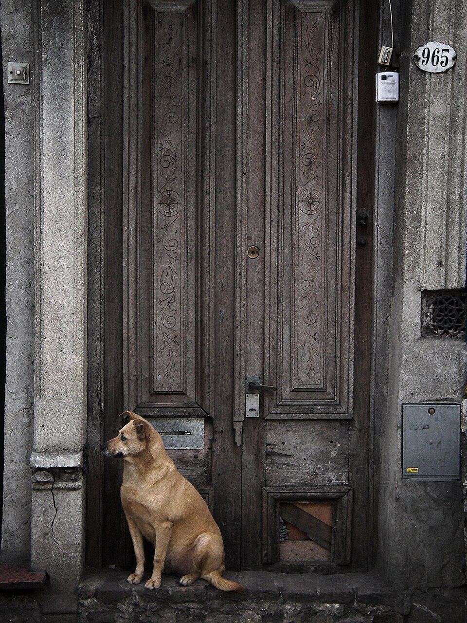A dog resting in an open space with a closed door behind