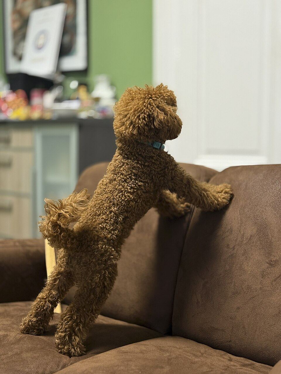 A dog asleep on a couch in a quiet living room