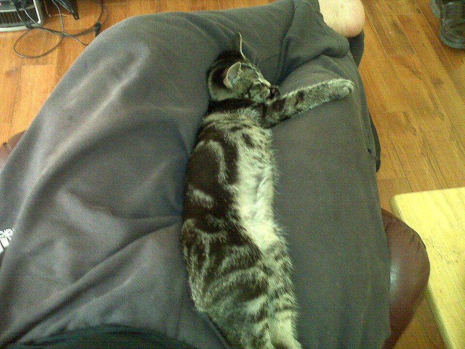 Bringing Home a Rescue Cat: The Week Fig Spent Under the Bed