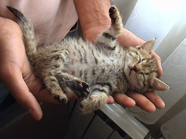 A cat calmly eating from a bowl in a quiet room