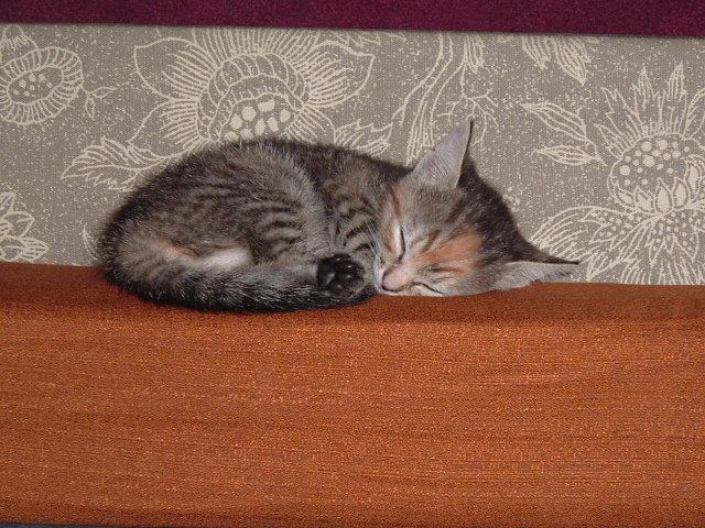 A relaxed cat resting in a sunny window at home