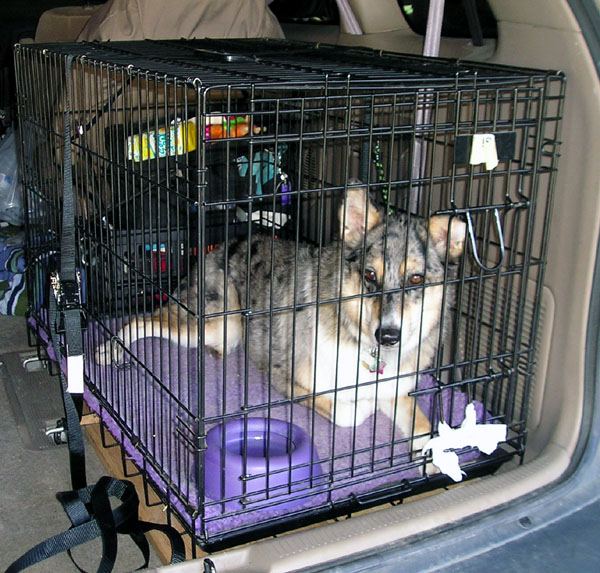 A dog resting during a break on a long drive