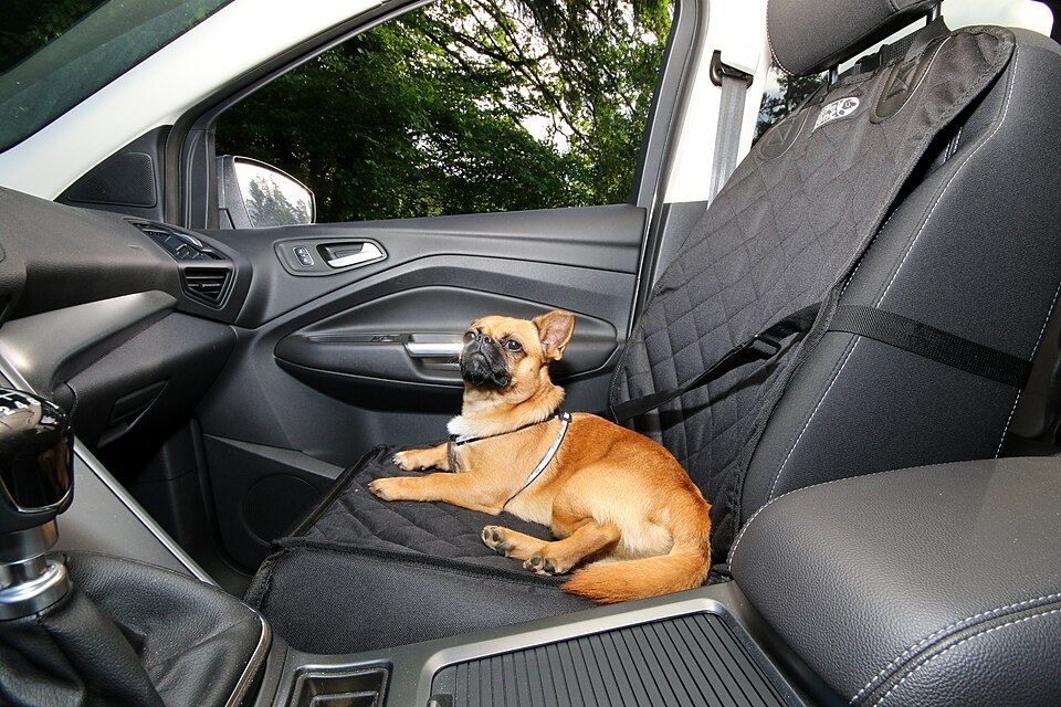A dog resting outdoors at a campsite in the evening
