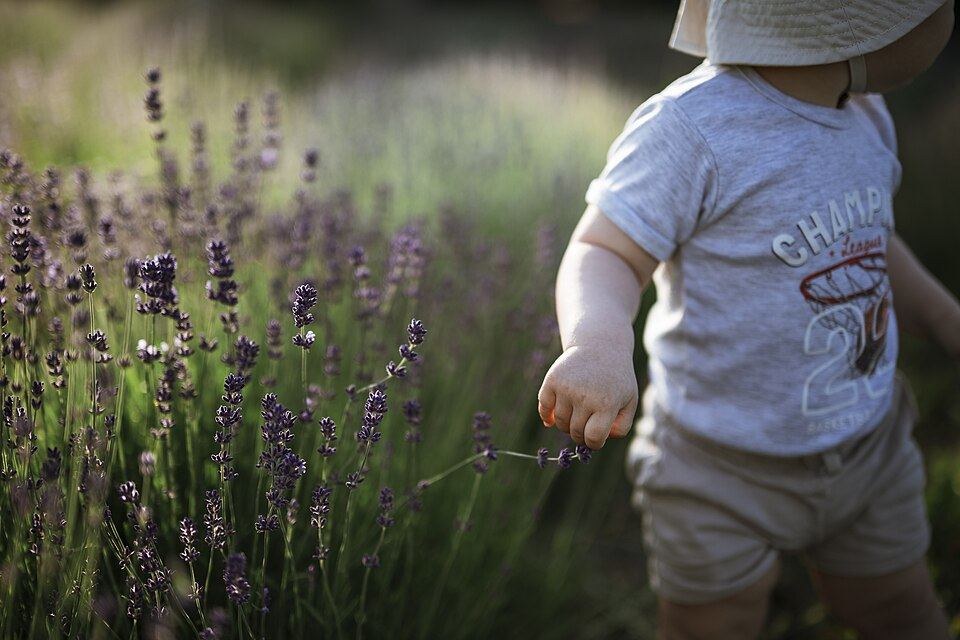 Pheromone or Essential Oil? How to Read the Label on a Calming Collar