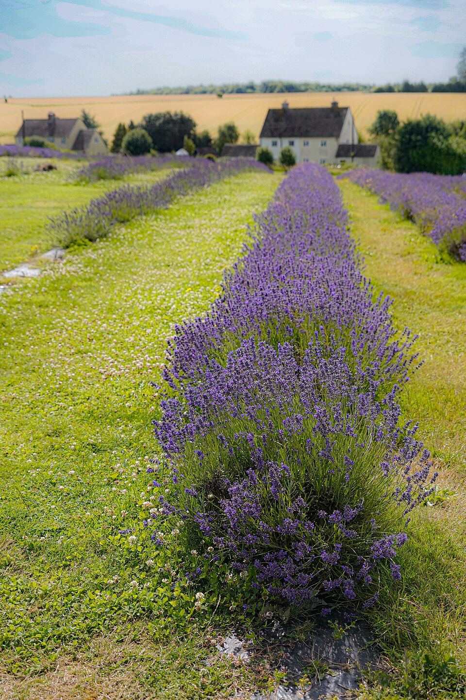 A field of lavender in bloom in full sun