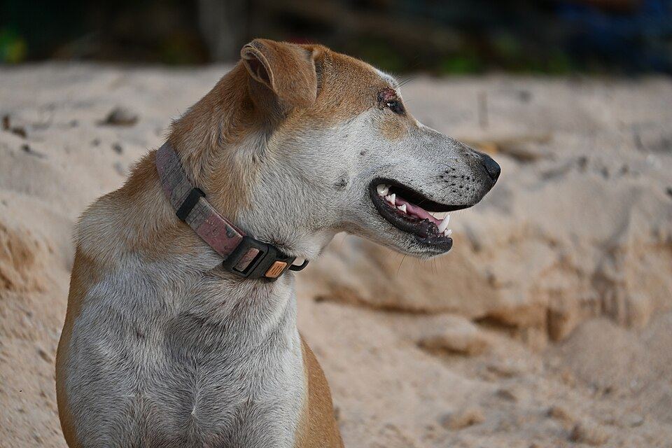 A dog standing in profile wearing a collar at home