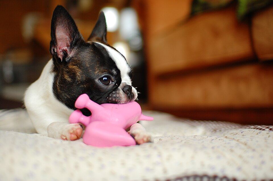 Barking, Chewing, Licking: What a Calming Collar Can and Can't Fix