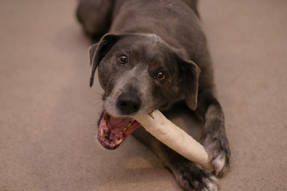 A dog resting calmly with a toy after activity
