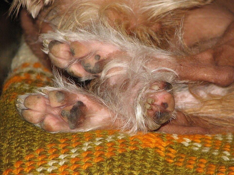 A dog settled and relaxed in a home environment