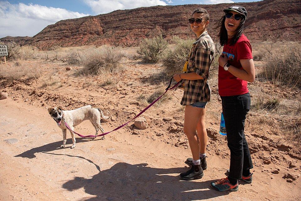 Reactive Dogs, Hyper Pups and Restless Seniors: Matching the Tool to the Dog