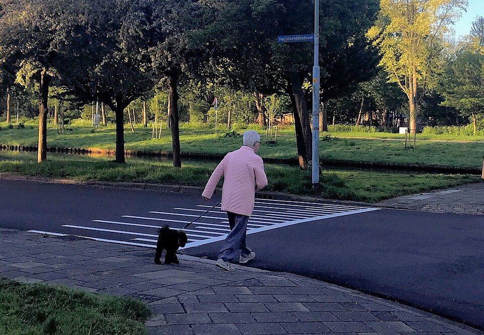 A dog walking on a loose lead in a quiet outdoor area