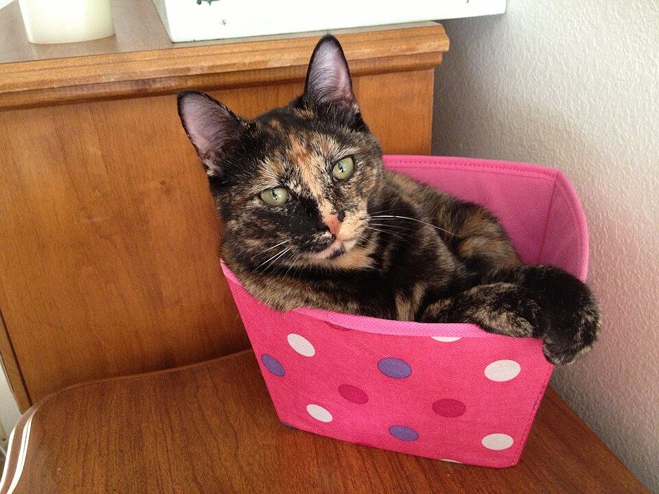 Calming Collars for Cats: What I Check Before Putting One on My Own Cat