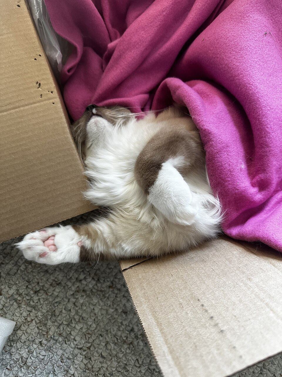 A cat settled in a quiet enclosed resting place