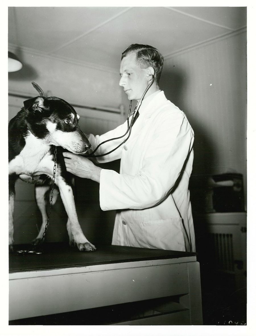 The Vet Visit That Used to Take Three People