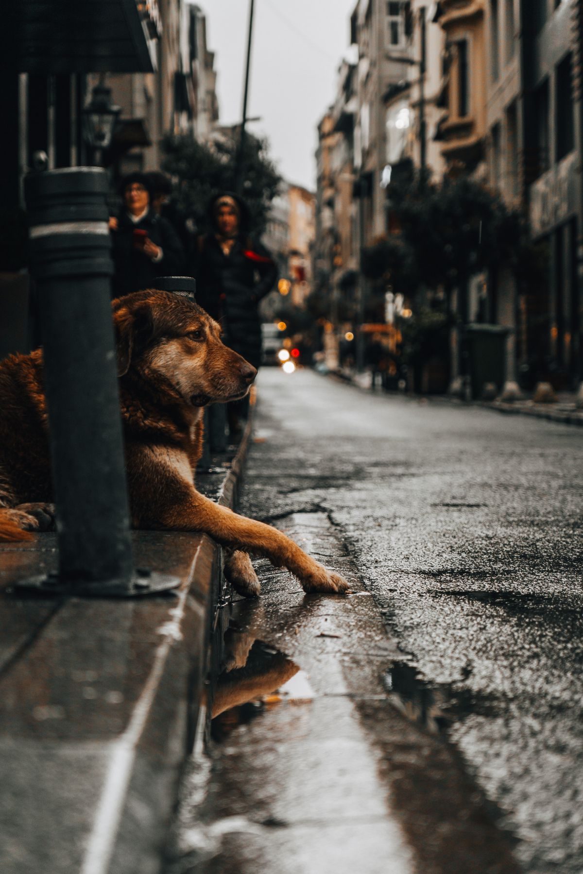 Dog standing quietly in a city street.