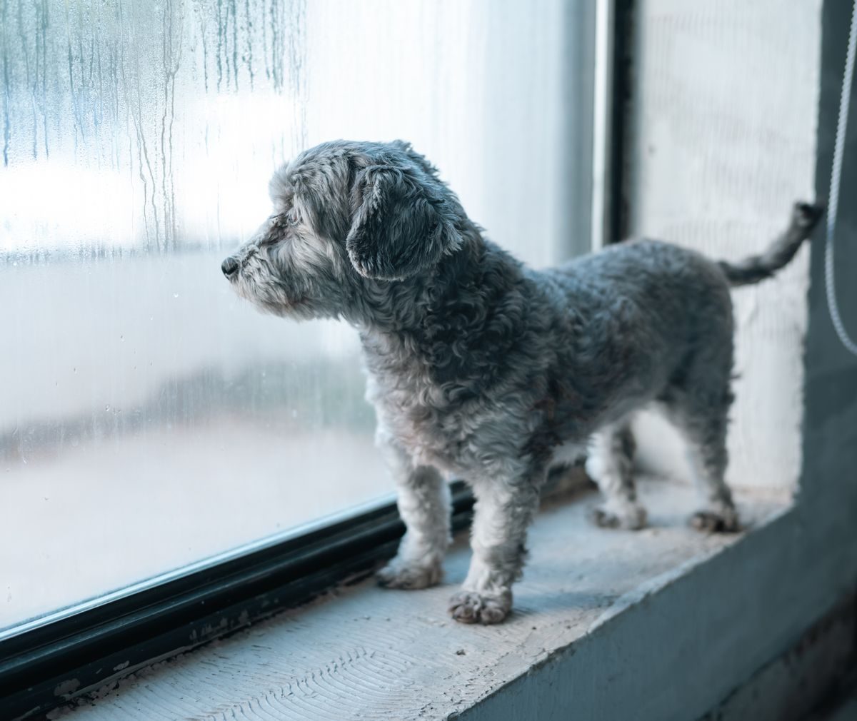 Dog standing next to a window.