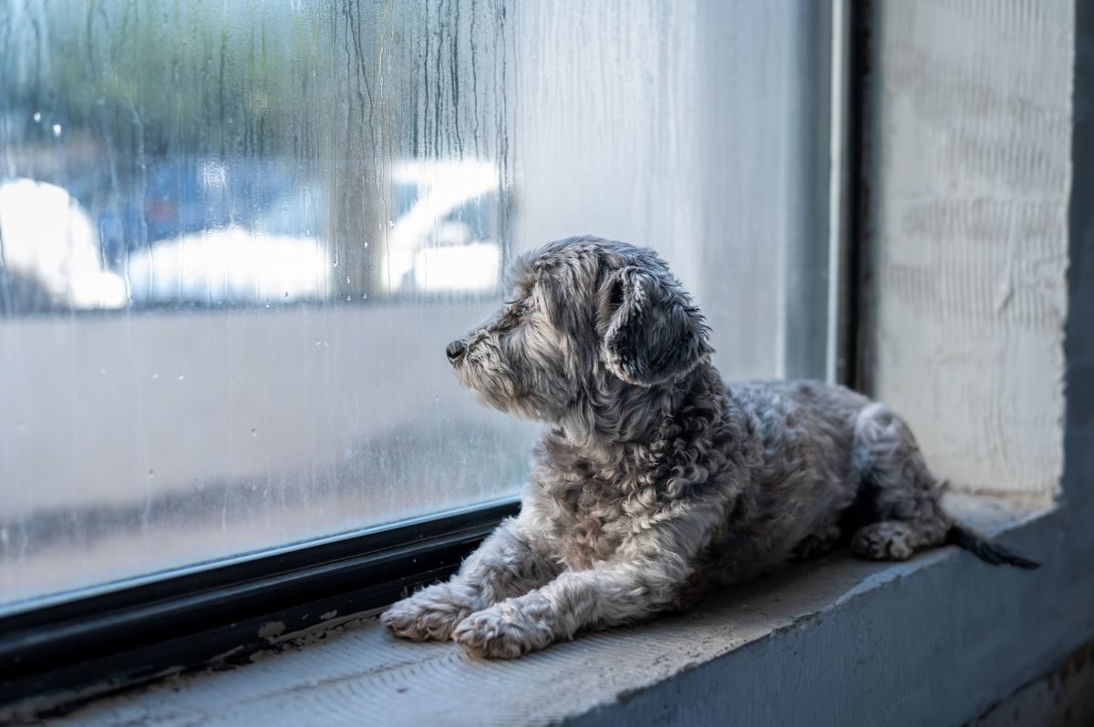 Dog lying quietly next to a window.