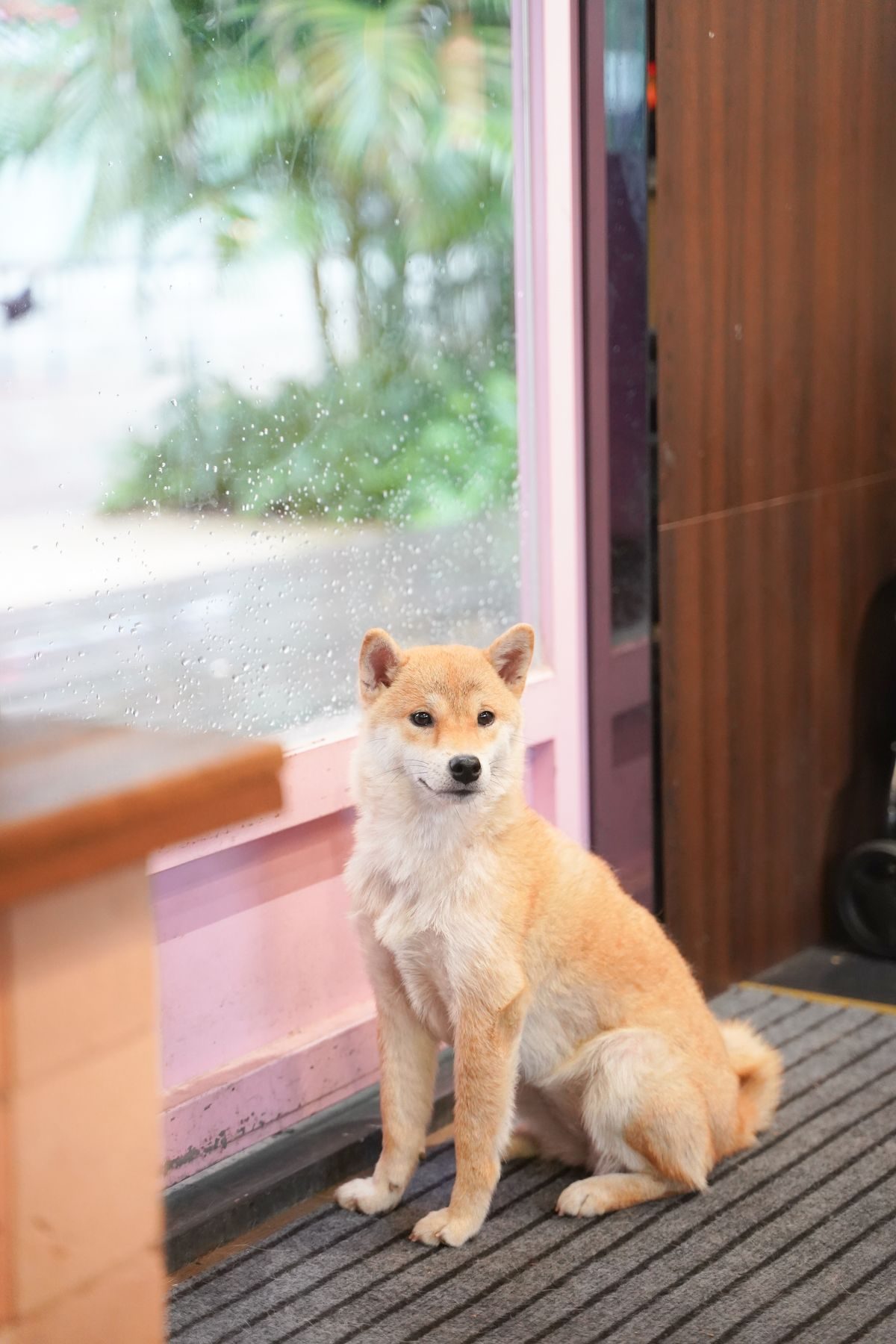 Shiba inu resting by a window.