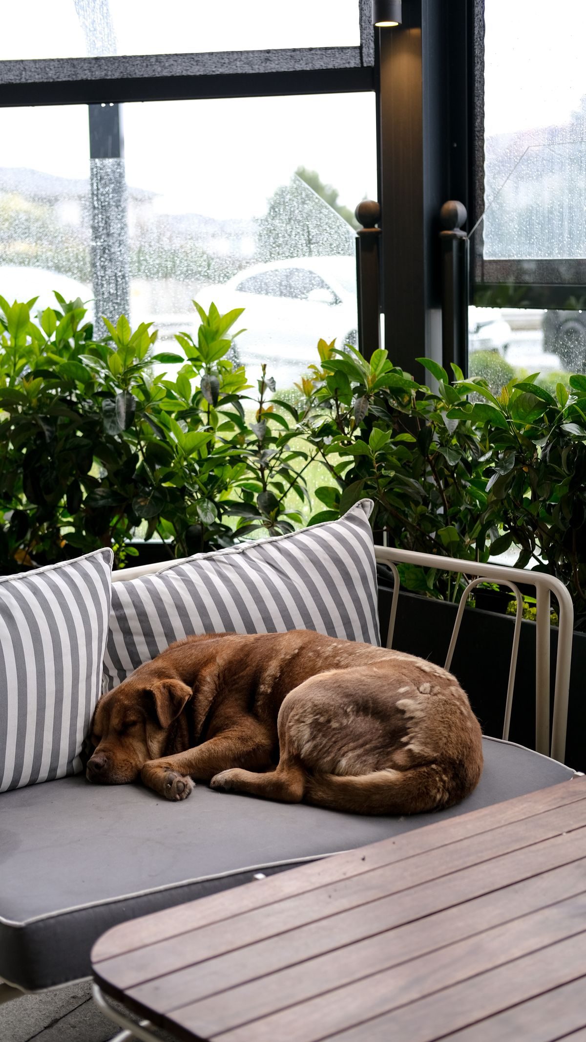 Cozy dog sleeping on an outdoor couch.