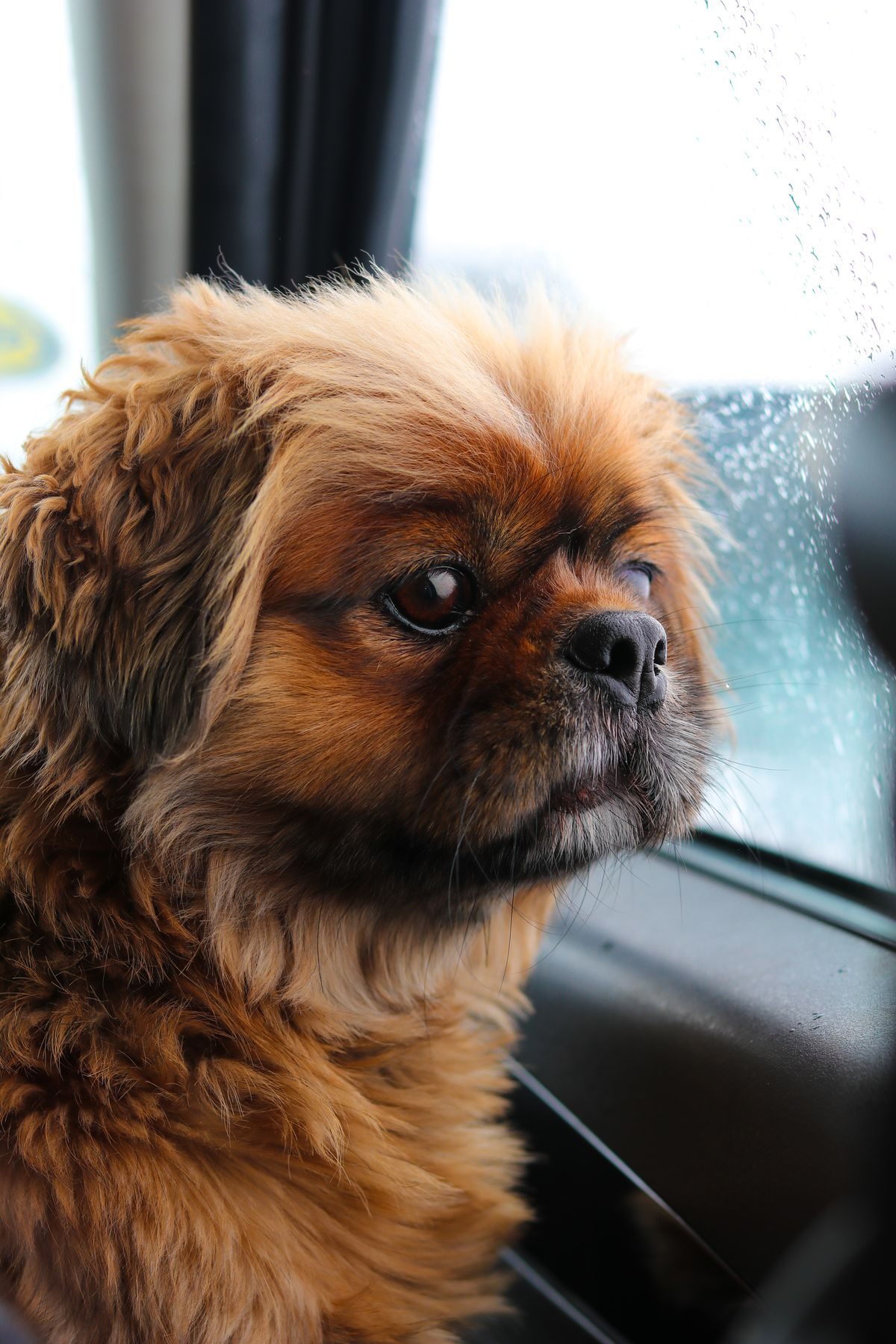 Pekingese dog looking out a rainy car window.
