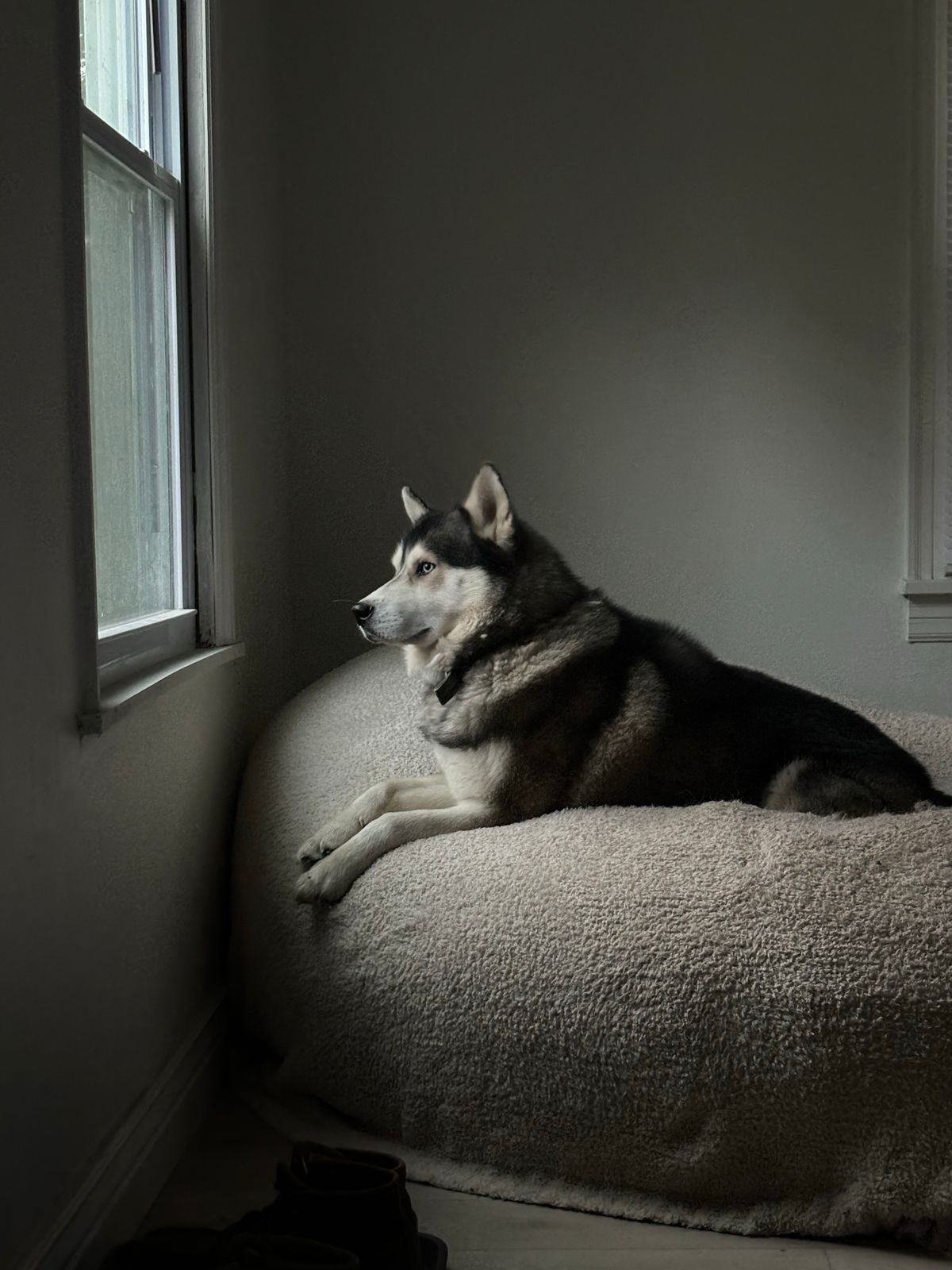 Husky watching rain through a window.