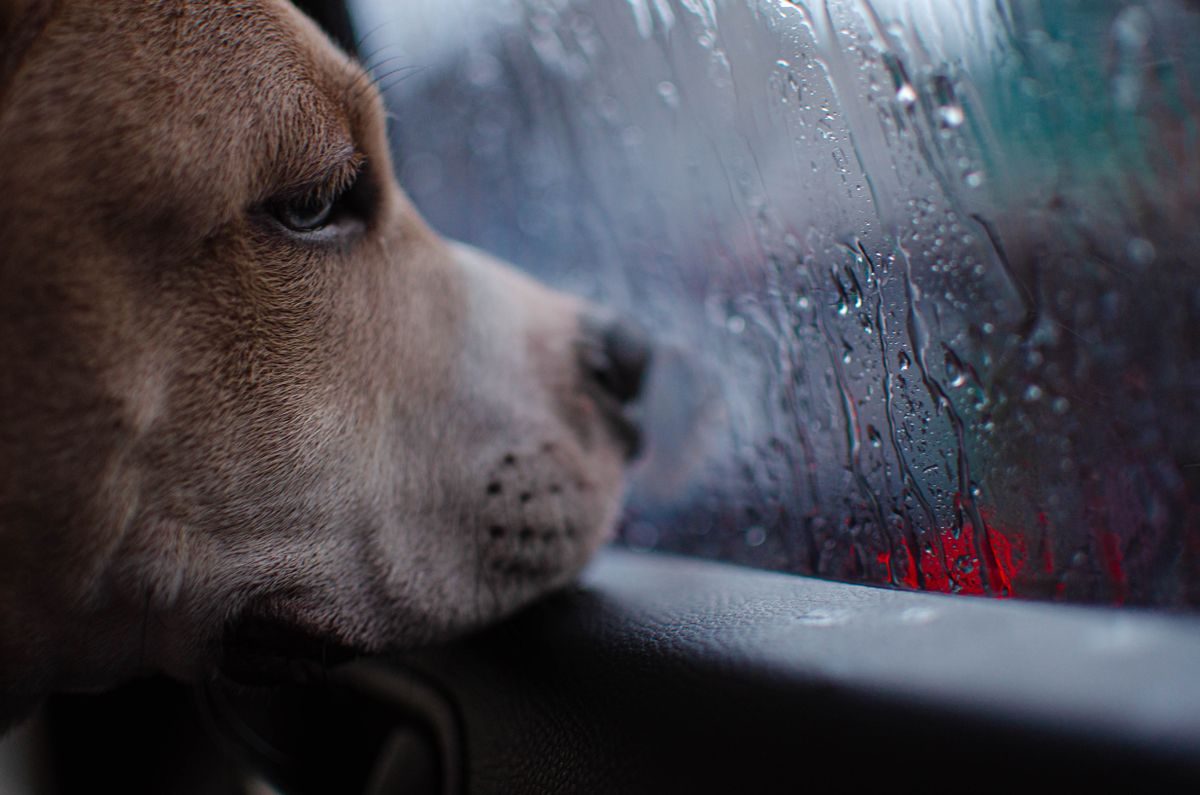 Dog behind a car window watching the rain.