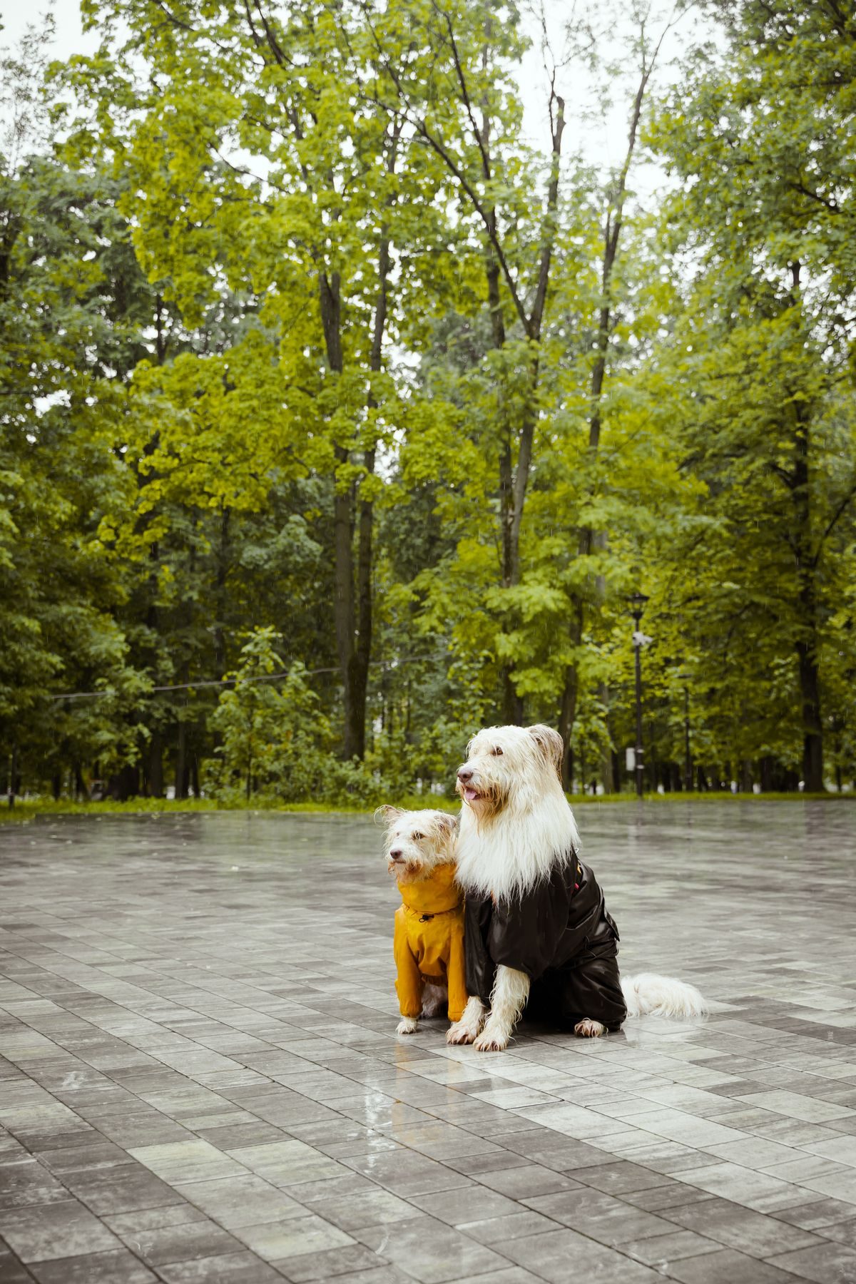 Two dogs in raincoats out in the rain.