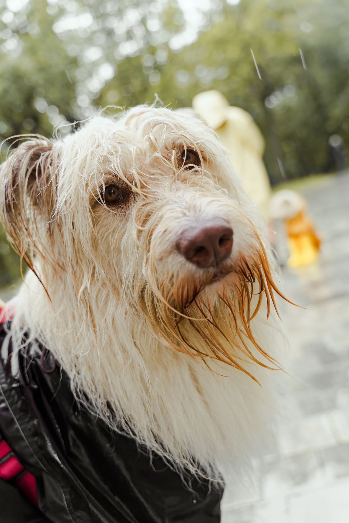 Close up of a wet dog after a storm walk.
