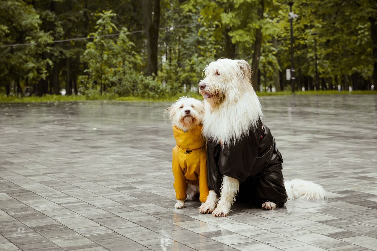 Wet dogs sitting under the rain.