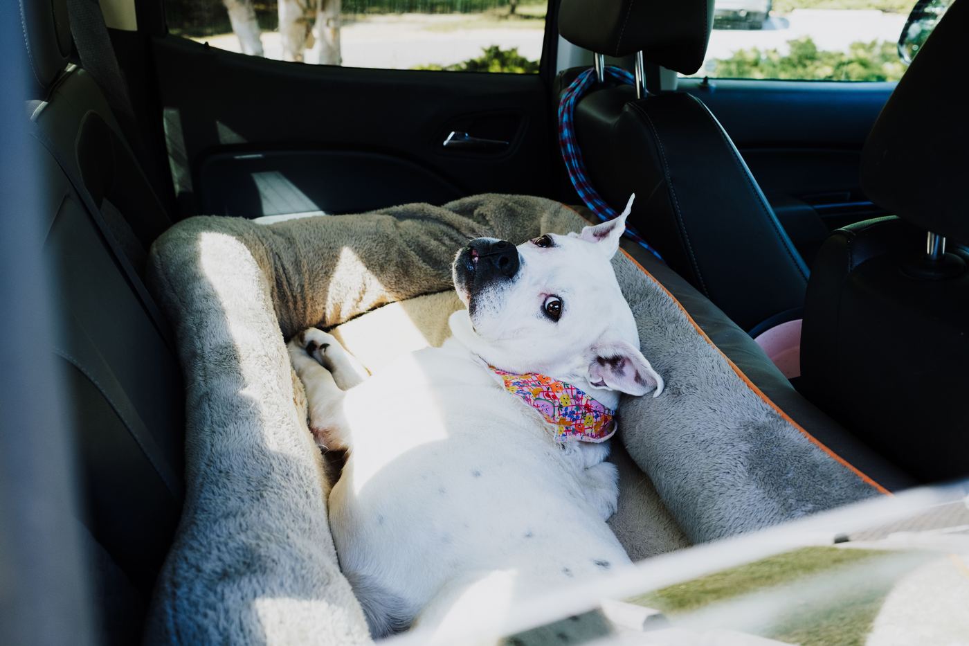 Back Seat Extender for Dogs: Why a Hard Bottom Beats a Soft Hammock