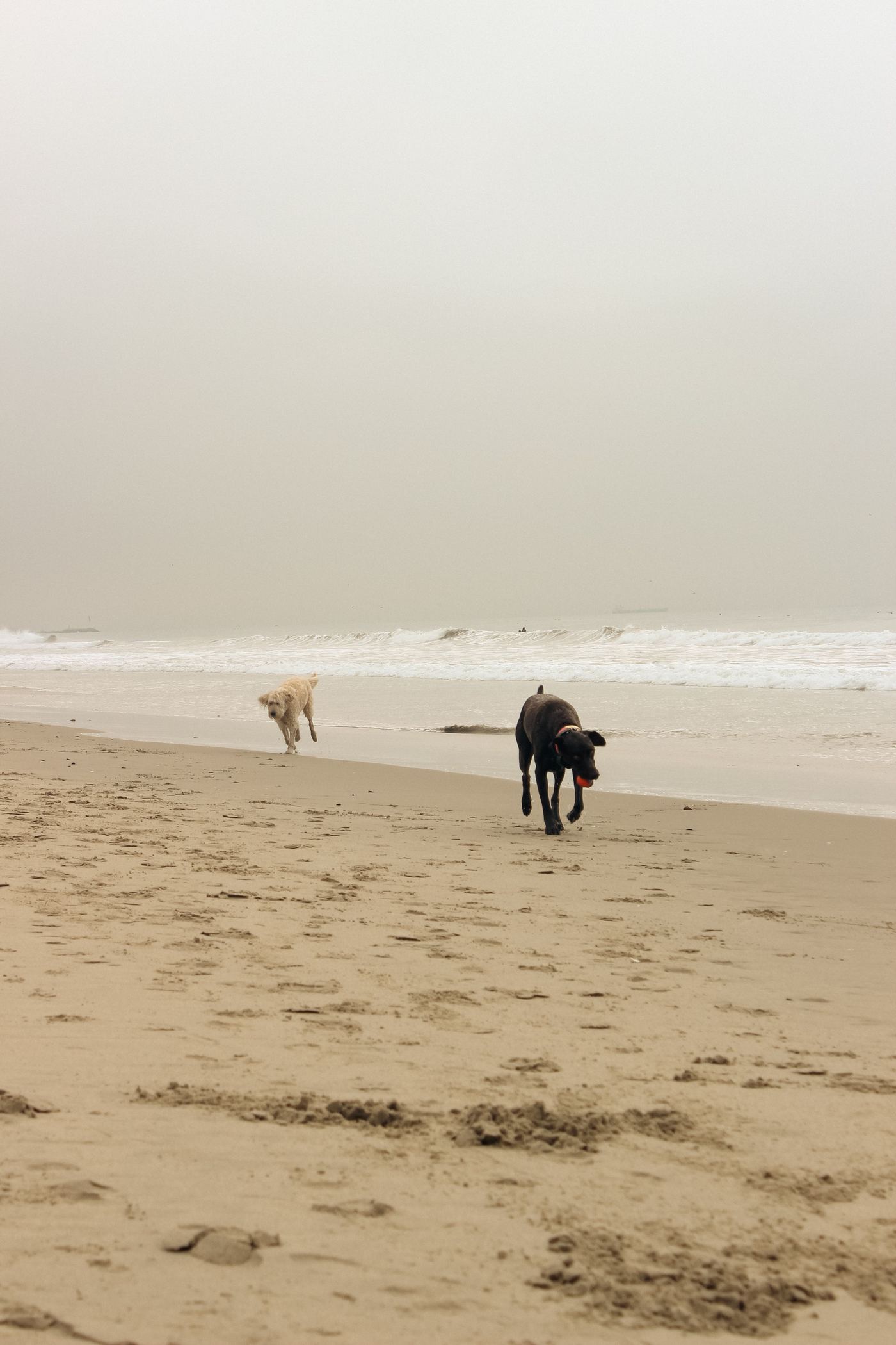 Beach Days with the Dog: Keeping Sand and Salt Out of Your Car