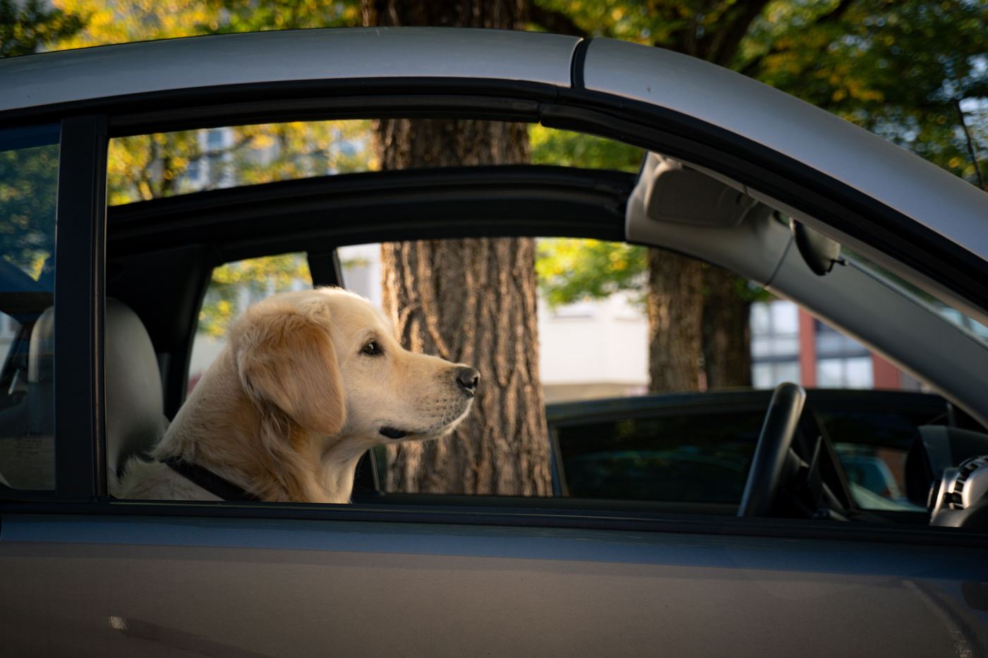 Best Back Seat Extenders for Large Dogs in Australia