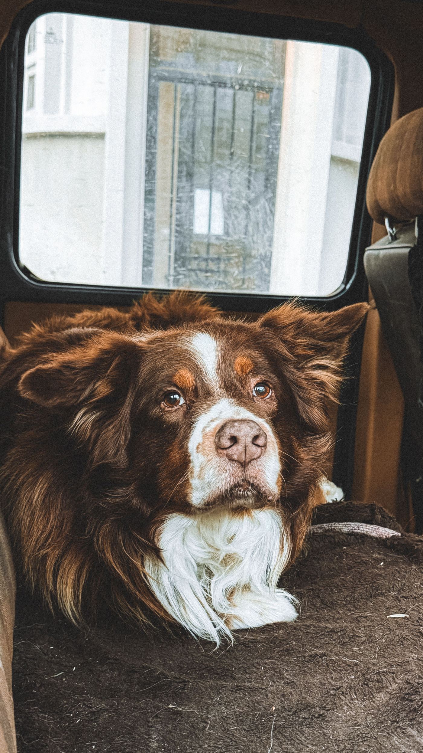 Best Dog Car Seat Covers Australia 2026: 10 Picks Compared