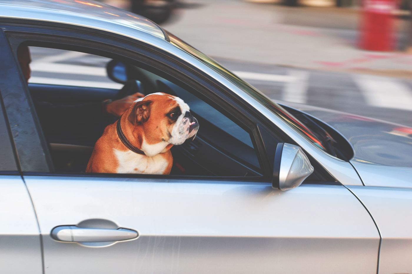 Car Boot Liners for Dogs: The Australian SUV Buyer's Guide