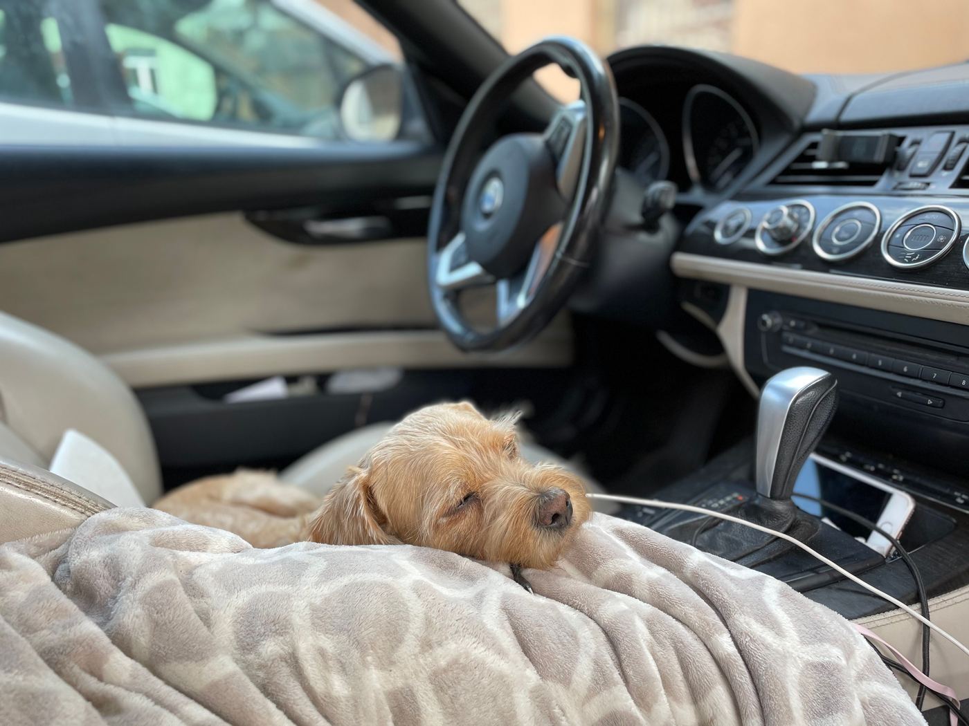 Do Dogs Get Car Anxiety? How a Mesh-Window Seat Cover Helps