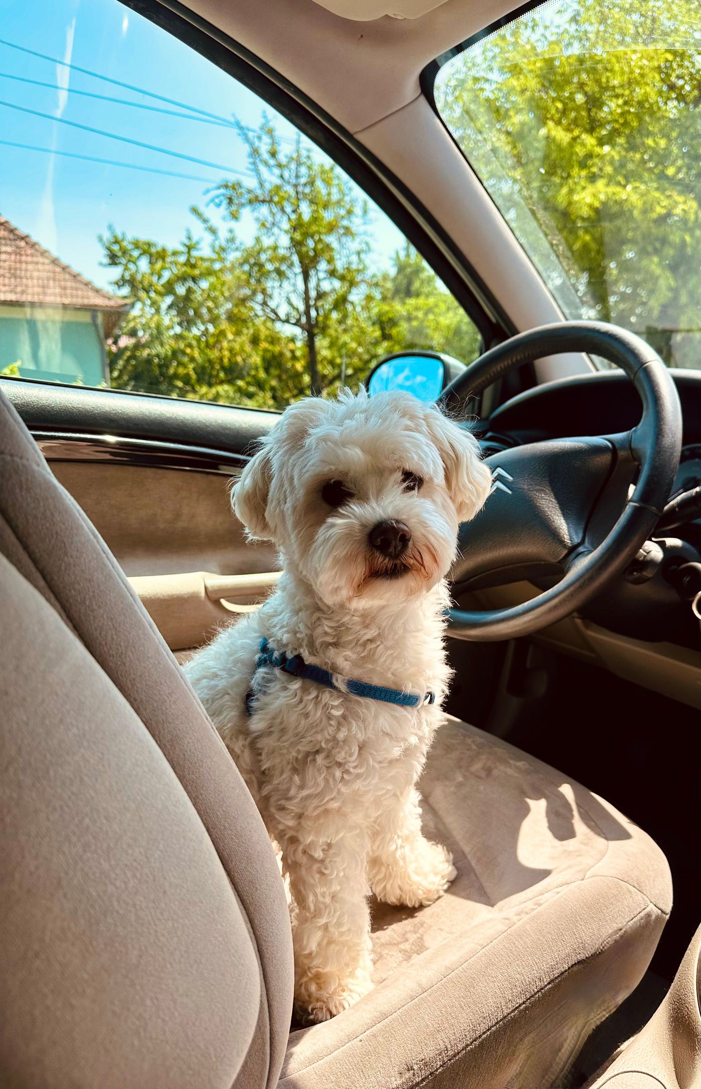 The Practical Pet-Owner Gift: Why a Dog Car Seat Cover Wins
