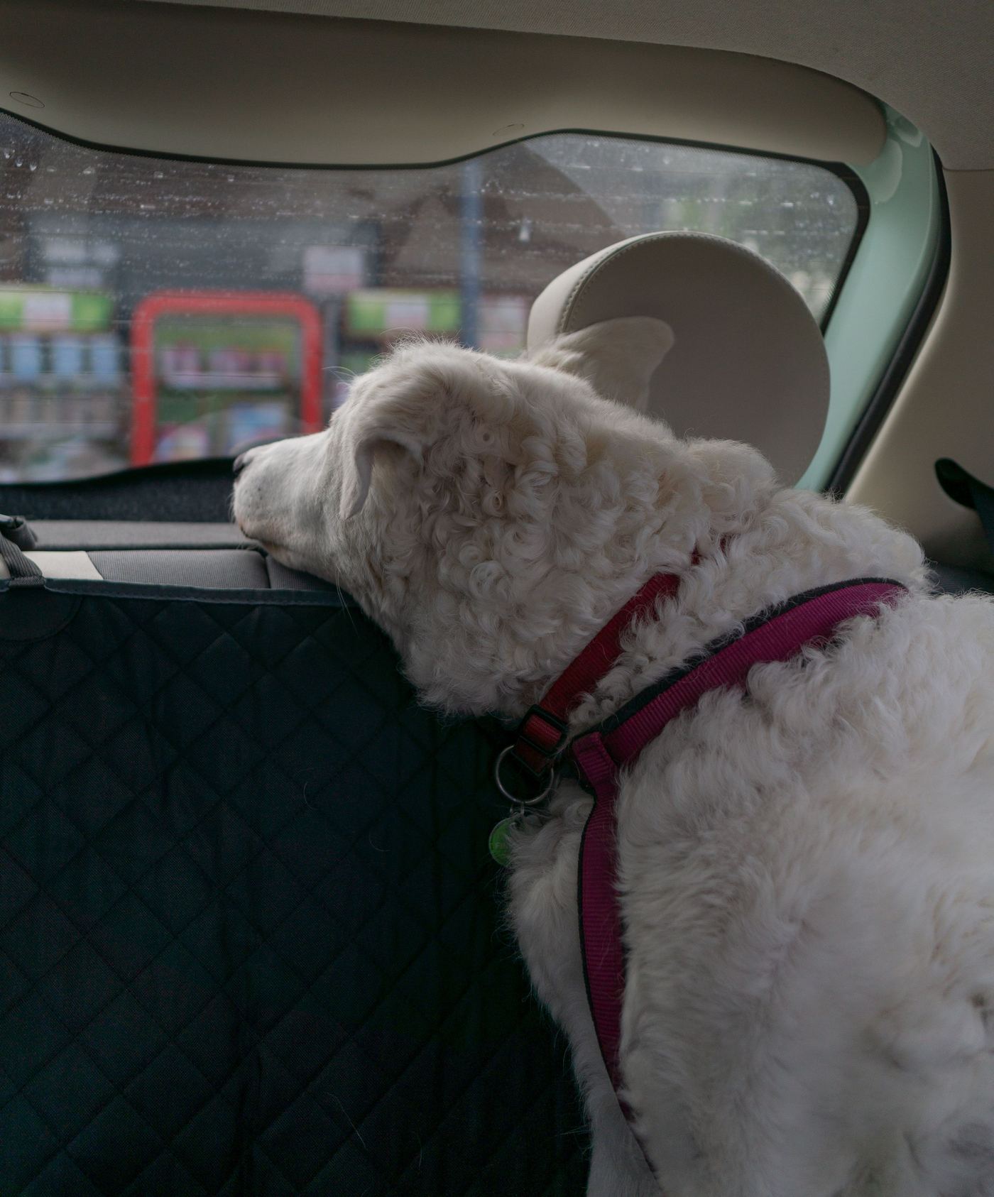 Dog Car Seat Covers on Afterpay: Spread the Cost, Skip the Mess