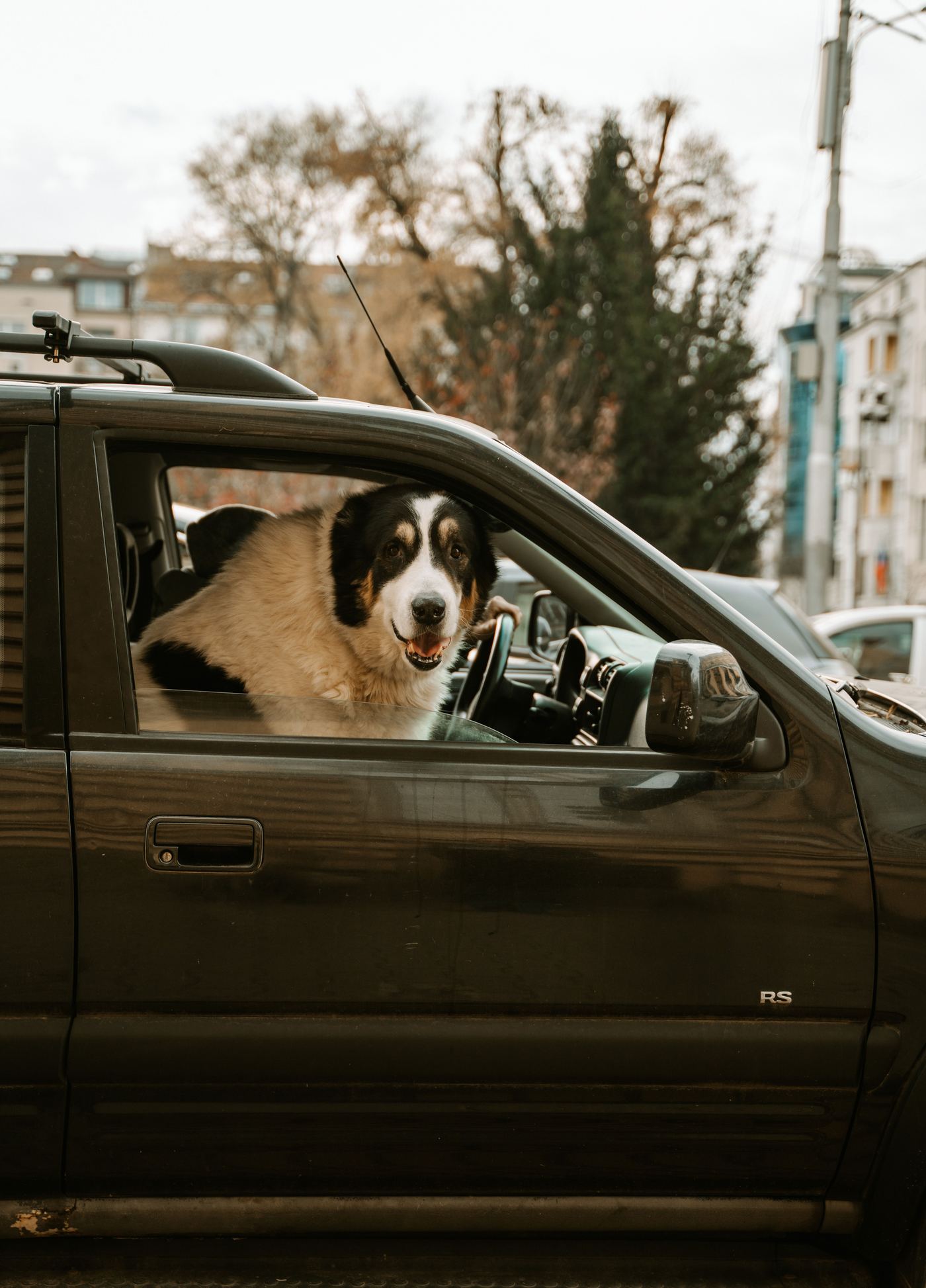 Dog Seat Covers for SUVs vs Hatchbacks: Getting the Fit Right