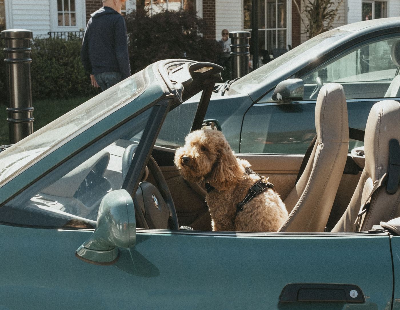Dogs and Kids Sharing the Back Seat: Covers That Do Both