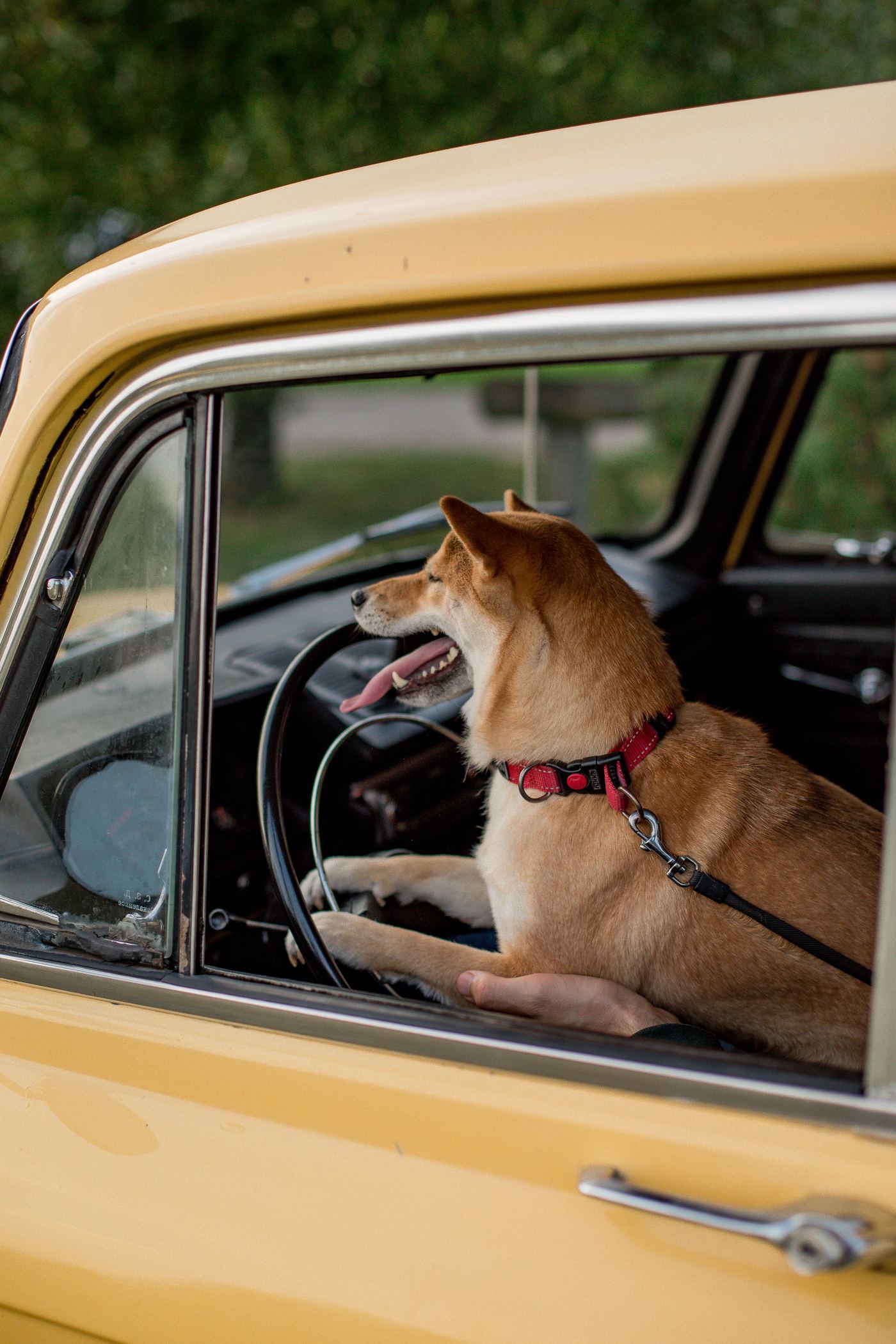 How to Install a Dog Car Seat Cover in Under 5 Minutes