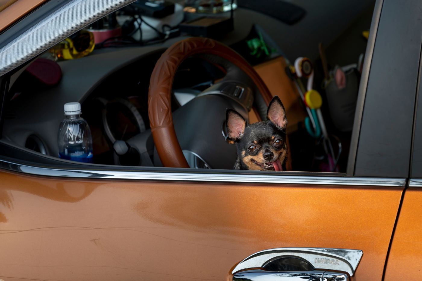 Muddy Paws and Rainy Drives: A Waterproof Seat Cover Survival Guide