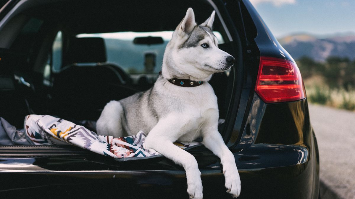 Hot Cabin Checks I Teach Before Any Summer Road Trip With a Dog