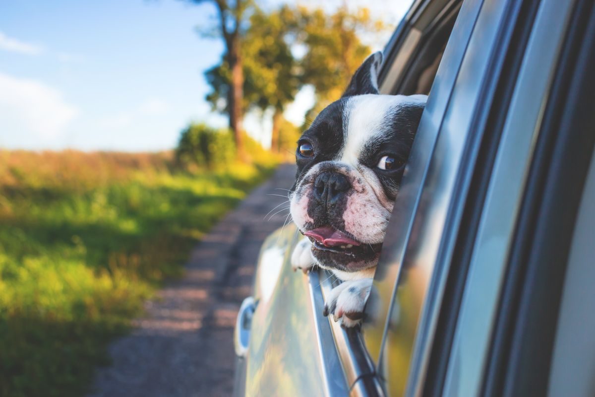 After a Crash: The First Steps With a Dog in the Car
