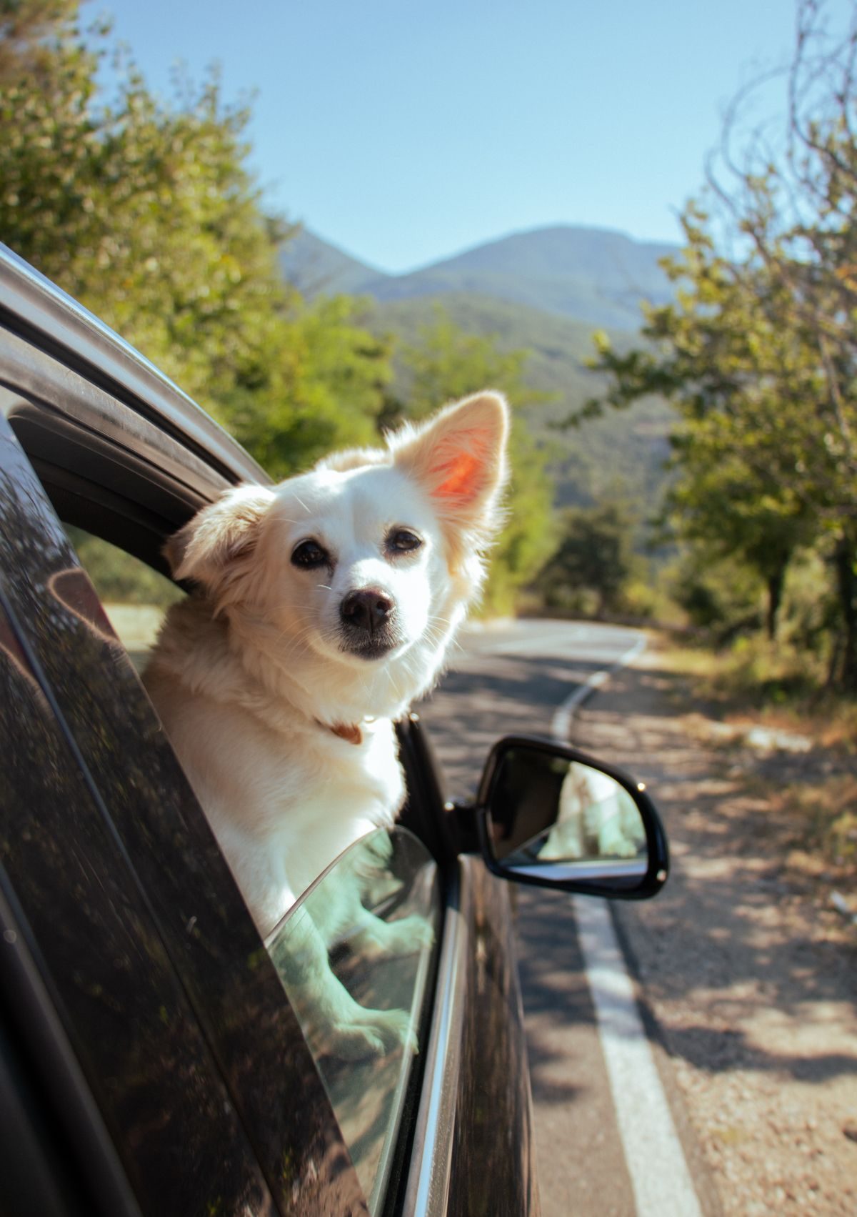 Boot Floor or Back Seat? Setting Up a Safe Space for a Big Dog