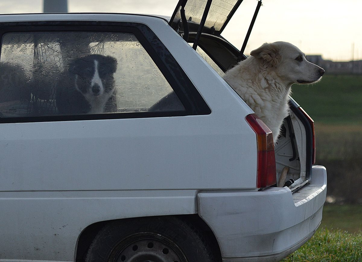 Dogs sitting in a car boot.