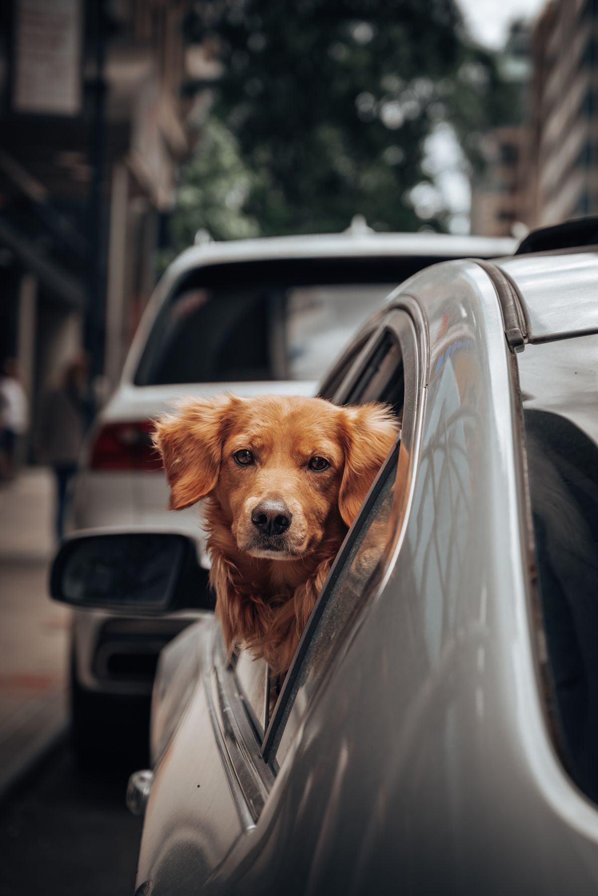 Two Dogs, One Back Seat: Setting Up for a Long Run