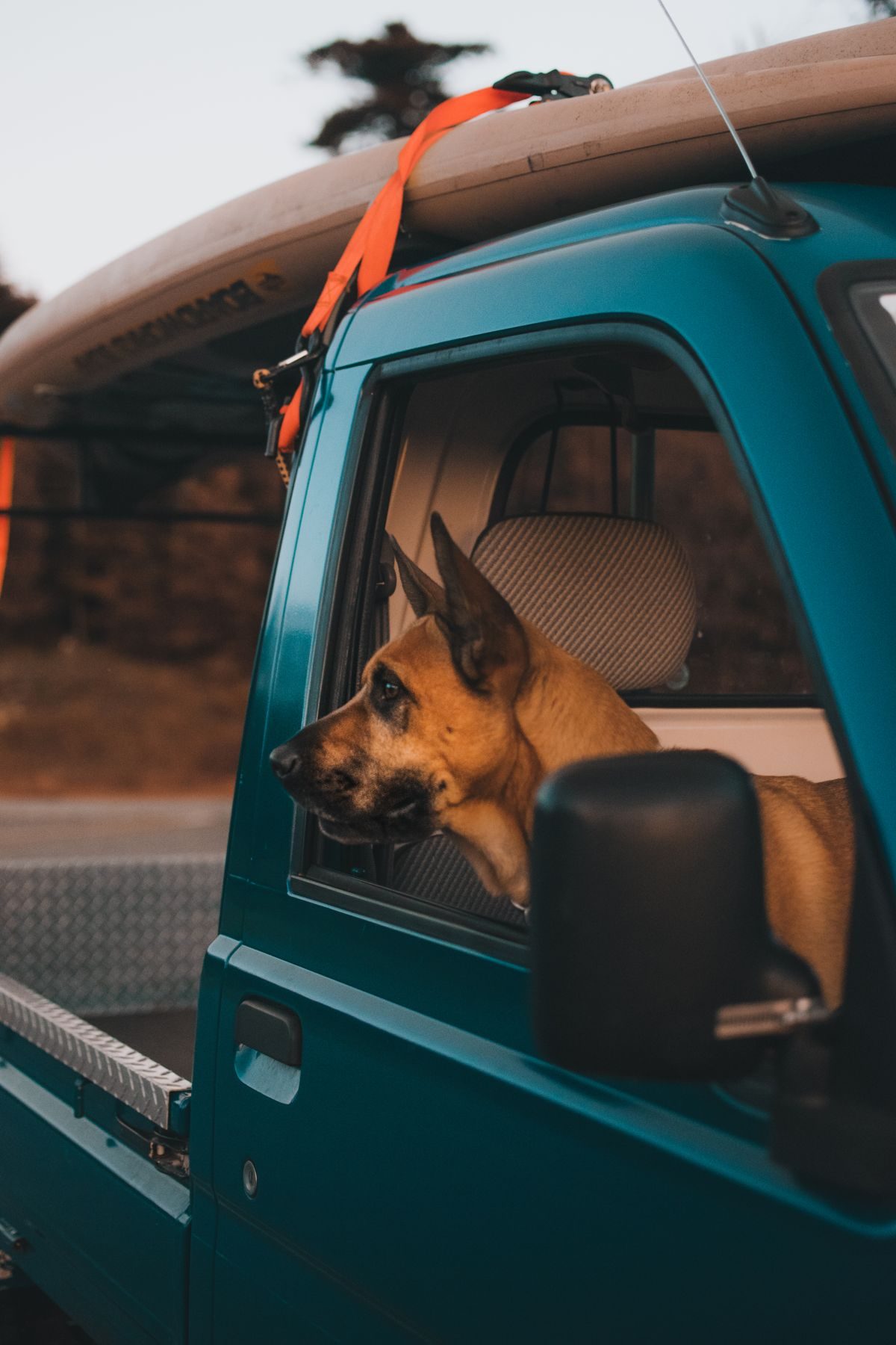 Brown dog looking out from a car window.