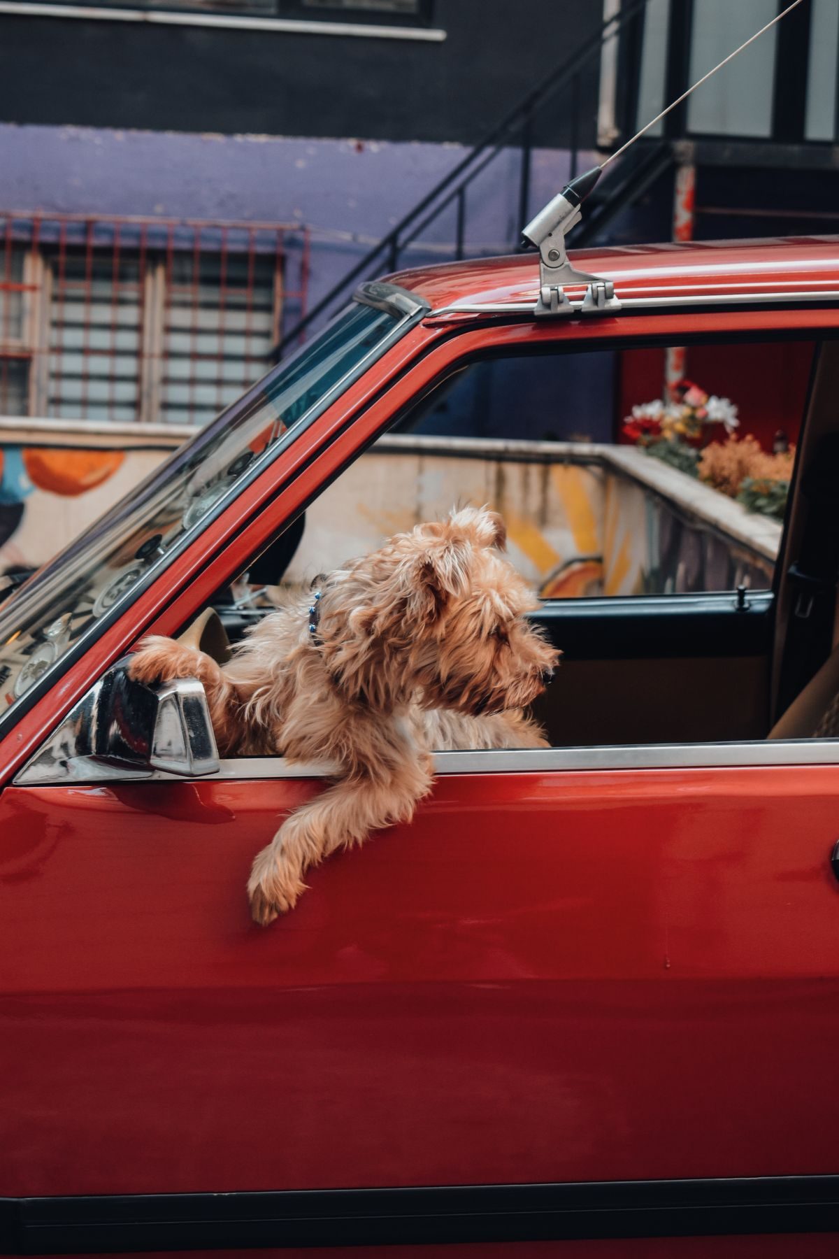 Brown dog inside the back of a red car.