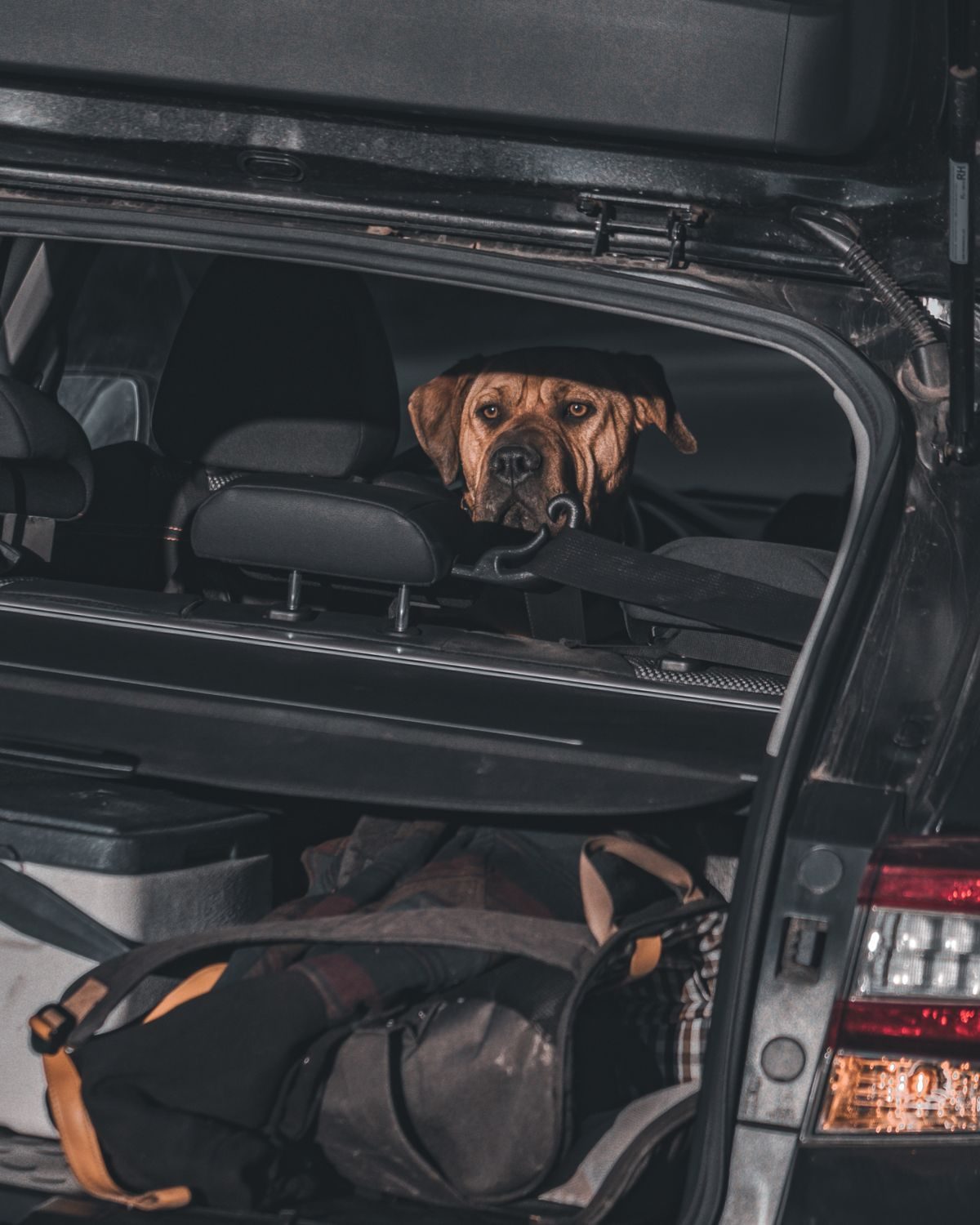 Dog on the backseat in the car.